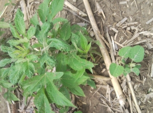 Small, recently emerged soybeans (right) are dwarfed by large giant ragweed (left)